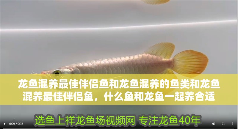 龍魚混養(yǎng)最佳伴侶魚和龍魚混養(yǎng)的魚類和龍魚混養(yǎng)最佳伴侶魚，什么魚和龍魚一起養(yǎng)合適