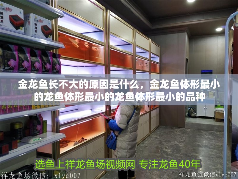 金龍魚長(zhǎng)不大的原因是什么，金龍魚體形最小的龍魚體形最小的龍魚體形最小的品種