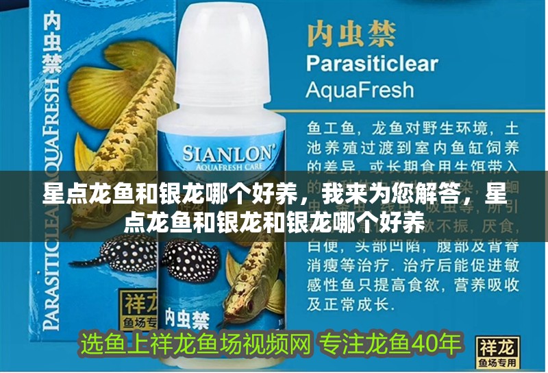 星點龍魚和銀龍哪個好養，我來為您解答，星點龍魚和銀龍和銀龍哪個好養