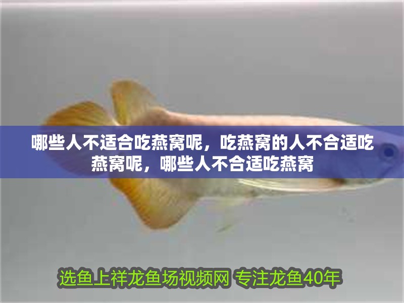哪些人不適合吃燕窩呢，吃燕窩的人不合適吃燕窩呢，哪些人不合適吃燕窩