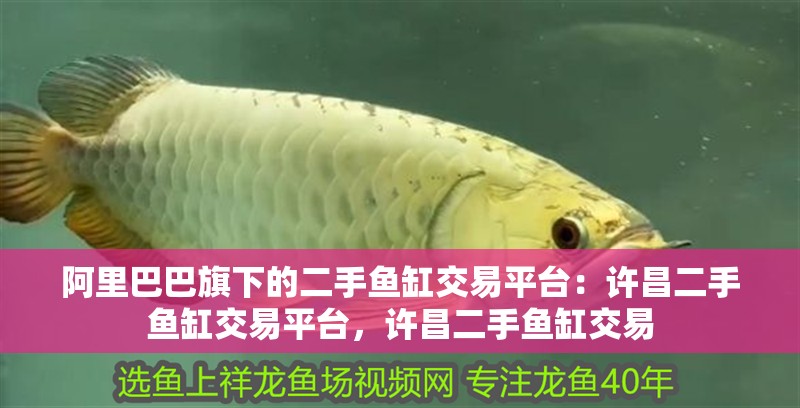 阿里巴巴旗下的二手魚缸交易平臺：許昌二手魚缸交易平臺，許昌二手魚缸交易 阿里巴巴旗下的二手魚缸交易平臺：許昌二手魚缸交易平臺，許昌二手魚缸交易 觀賞魚百科 第2張
