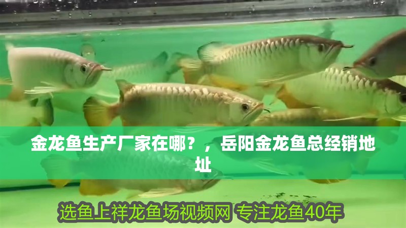 魚缸過濾器選購指南:自制魚缸過濾器魚缸上置過濾器對于養(yǎng)魚愛好者的必備知識 金龍魚生產(chǎn)廠家在哪?,岳陽金龍魚總經(jīng)銷地址 觀賞魚百科 金龍魚生產(chǎn)廠家在哪?,岳陽金龍魚總經(jīng)銷地址 金龍魚生產(chǎn)廠家在哪?,岳陽金龍魚總經(jīng)銷地址 觀賞魚百科