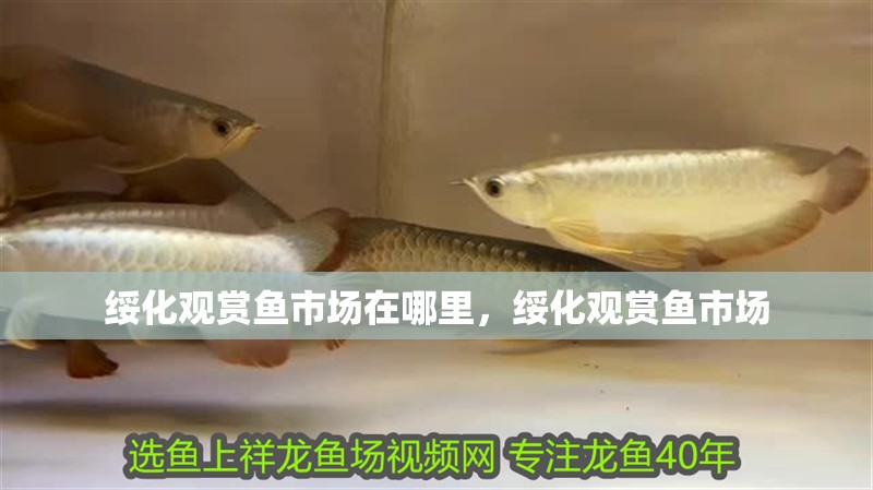 綏化觀賞魚市場在哪里，綏化觀賞魚市場
