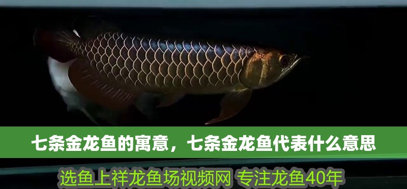 七條金龍魚的寓意，七條金龍魚代表什么意思