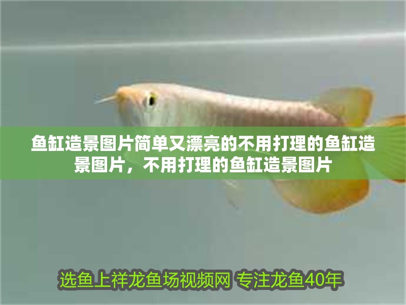 魚缸造景圖片簡單又漂亮的不用打理的魚缸造景圖片，不用打理的魚缸造景圖片