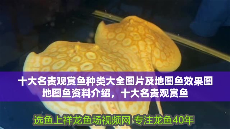 十大名貴觀賞魚種類大全圖片及地圖魚效果圖地圖魚資料介紹，十大名貴觀賞魚 十大名貴觀賞魚種類大全圖片及地圖魚效果圖地圖魚資料介紹，十大名貴觀賞魚 觀賞魚百科 第2張