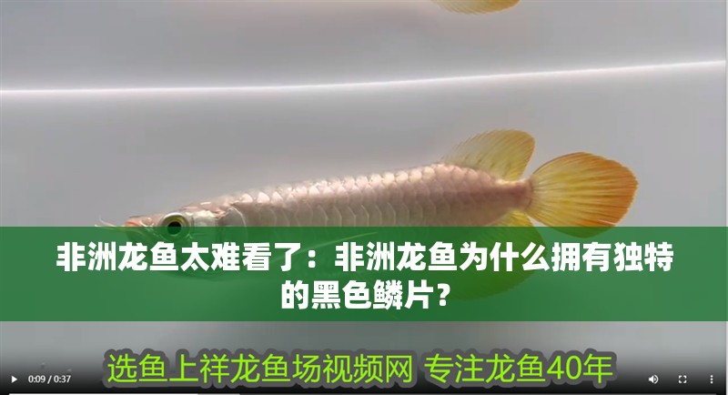 非洲龍魚太難看了：非洲龍魚為什么擁有獨特的黑色鱗片？