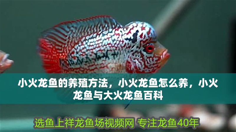 小火龍魚的養殖方法，小火龍魚怎么養，小火龍魚與大火龍魚百科 小火龍魚的養殖方法，小火龍魚怎么養，小火龍魚與大火龍魚百科 觀賞魚百科 第1張