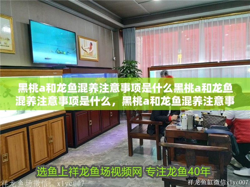 黑桃a和龍魚混養注意事項是什么黑桃a和龍魚混養注意事項是什么，黑桃a和龍魚混養注意事項