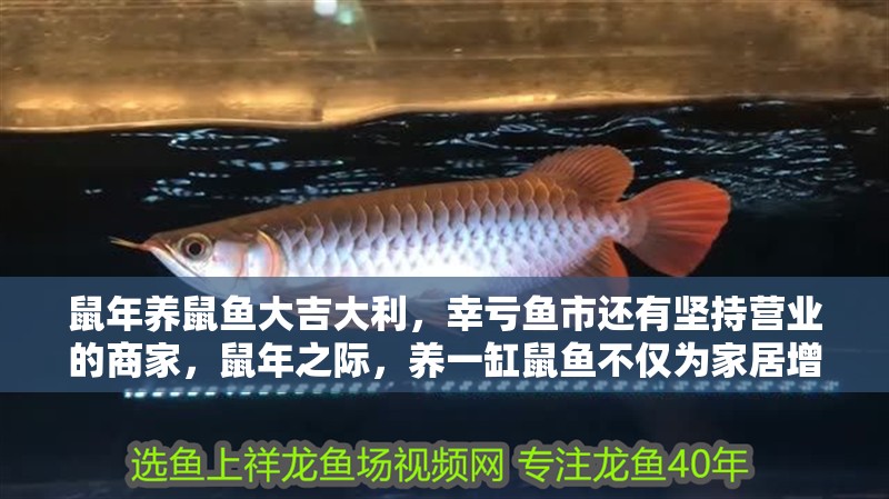 鼠年養(yǎng)鼠魚大吉大利，幸虧魚市還有堅持營業(yè)的商家，鼠年之際，養(yǎng)一缸鼠魚不僅為家居增添一抹生機(jī)更寓意著吉祥和好運(yùn)