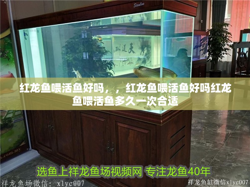 紅龍魚(yú)喂活魚(yú)好嗎，，紅龍魚(yú)喂活魚(yú)好嗎紅龍魚(yú)喂活魚(yú)多久一次合適
