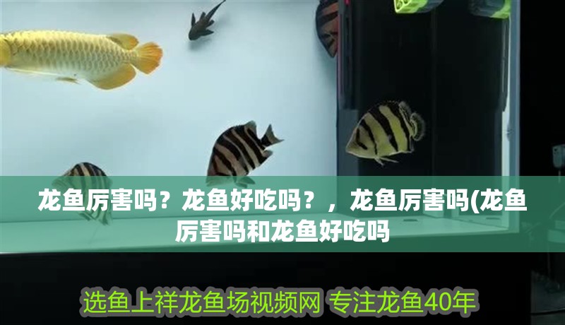 龍魚(yú)厲害嗎？龍魚(yú)好吃嗎？，龍魚(yú)厲害嗎(龍魚(yú)厲害嗎和龍魚(yú)好吃嗎
