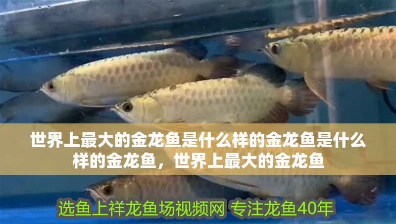 世界上最大的金龍魚是什么樣的金龍魚是什么樣的金龍魚，世界上最大的金龍魚