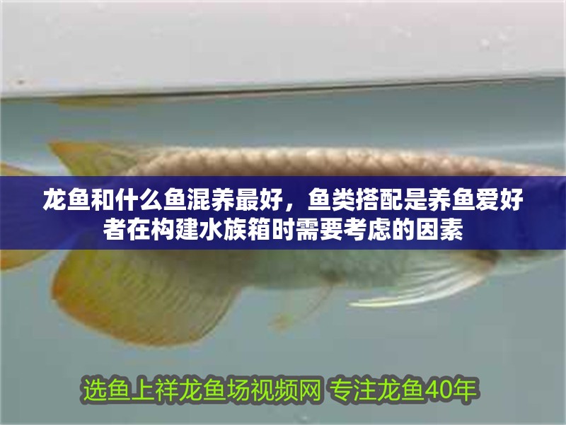 龍魚和什么魚混養最好，魚類搭配是養魚愛好者在構建水族箱時需要考慮的因素