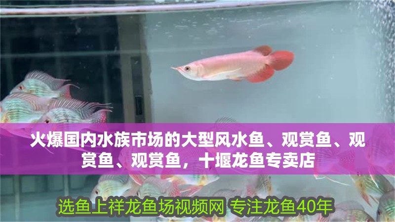 火爆國內(nèi)水族市場的大型風(fēng)水魚、觀賞魚、觀賞魚、觀賞魚，十堰龍魚專賣店