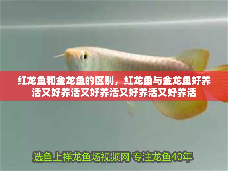 紅龍魚(yú)和金龍魚(yú)的區(qū)別，紅龍魚(yú)與金龍魚(yú)好養(yǎng)活又好養(yǎng)活又好養(yǎng)活又好養(yǎng)活又好養(yǎng)活