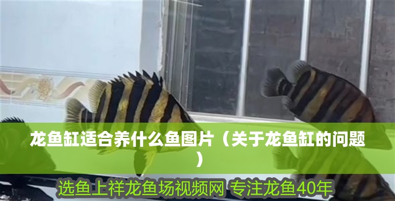 龍魚缸適合養什么魚圖片（關于龍魚缸的問題）