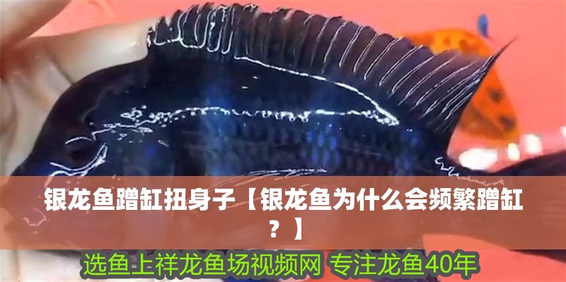 銀龍魚蹭缸扭身子【銀龍魚為什么會頻繁蹭缸？】
