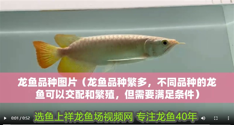 龍魚品種圖片（龍魚品種繁多，不同品種的龍魚可以交配和繁殖，但需要滿足條件）