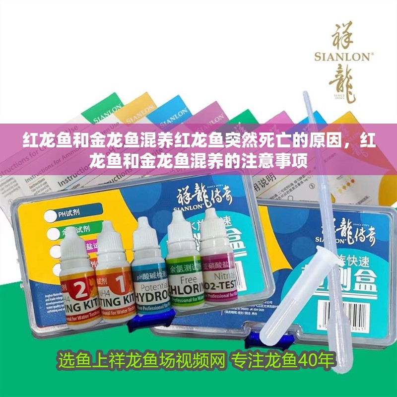 紅龍魚(yú)和金龍魚(yú)混養(yǎng)紅龍魚(yú)突然死亡的原因，紅龍魚(yú)和金龍魚(yú)混養(yǎng)的注意事項(xiàng)