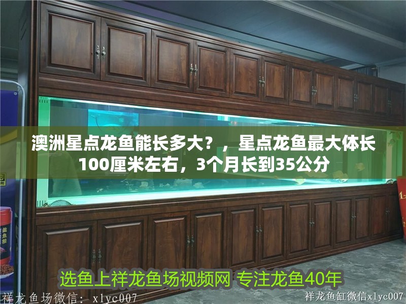 澳洲星點(diǎn)龍魚(yú)能長(zhǎng)多大？，星點(diǎn)龍魚(yú)最大體長(zhǎng)100厘米左右，3個(gè)月長(zhǎng)到35公分