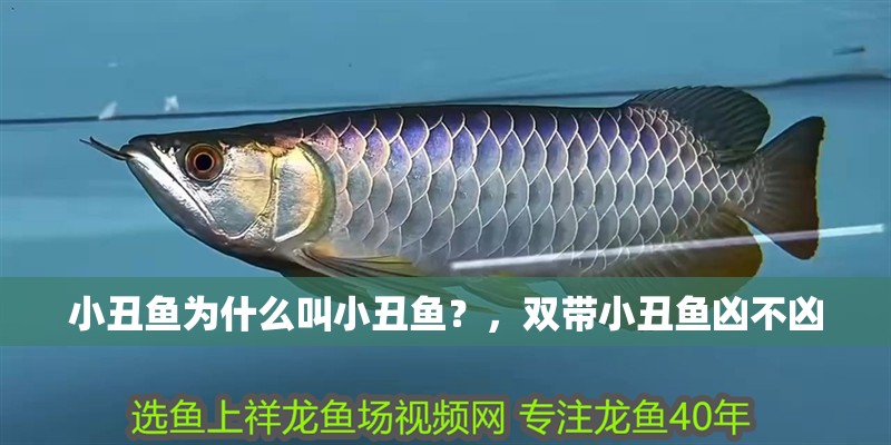 小丑魚為什么叫小丑魚？，雙帶小丑魚兇不兇