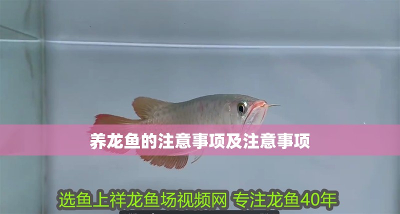 養龍魚的注意事項及注意事項