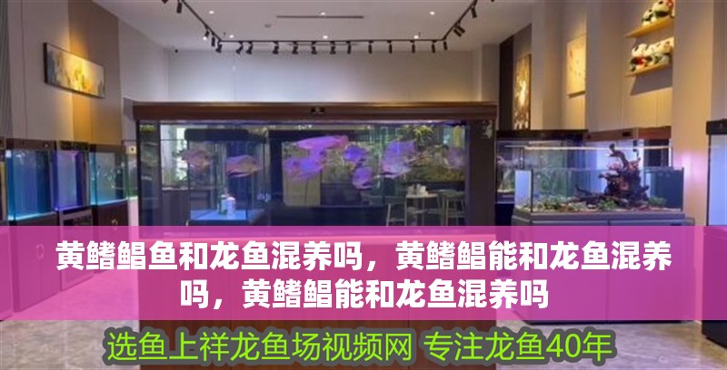 黃鰭鯧魚和龍魚混養(yǎng)嗎，黃鰭鯧能和龍魚混養(yǎng)嗎，黃鰭鯧能和龍魚混養(yǎng)嗎