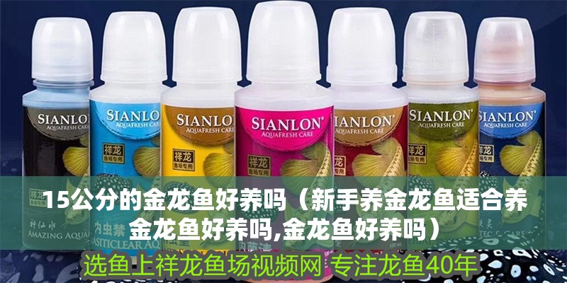 15公分的金龍魚好養嗎（新手養金龍魚適合養金龍魚好養嗎,金龍魚好養嗎） 15公分的金龍魚好養嗎（新手養金龍魚適合養金龍魚好養嗎,金龍魚好養嗎） 觀賞魚百科
