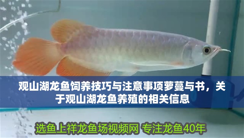 觀山湖龍魚飼養技巧與注意事項蘿蔓與書，關于觀山湖龍魚養殖的相關信息