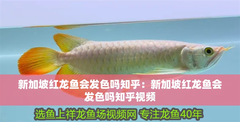 新加坡紅龍魚會發色嗎知乎：新加坡紅龍魚會發色嗎知乎視頻