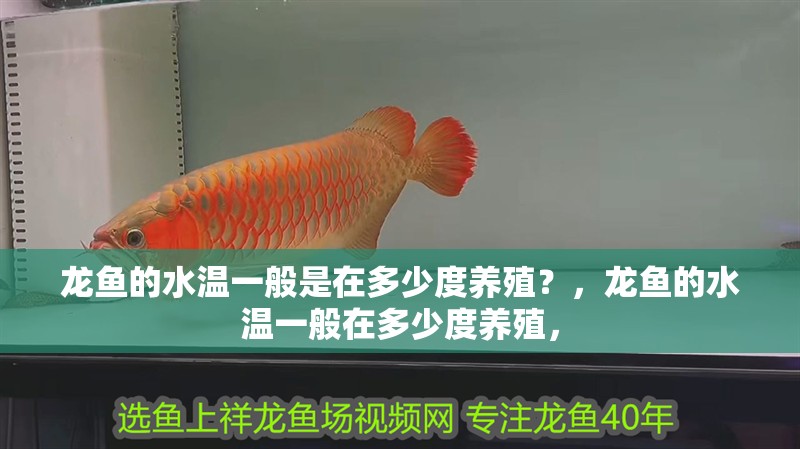 龍魚的水溫一般是在多少度養殖？，龍魚的水溫一般在多少度養殖，