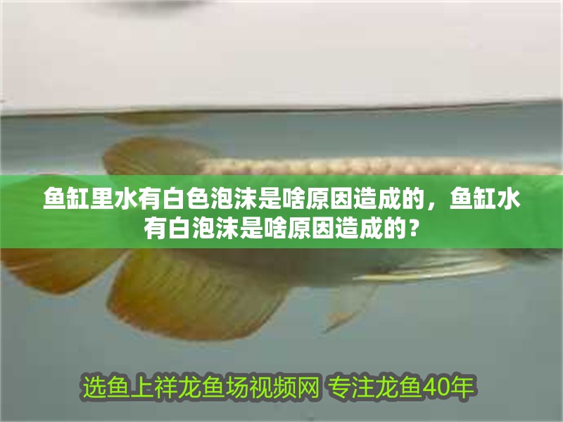 魚缸里水有白色泡沫是啥原因造成的，魚缸水有白泡沫是啥原因造成的？