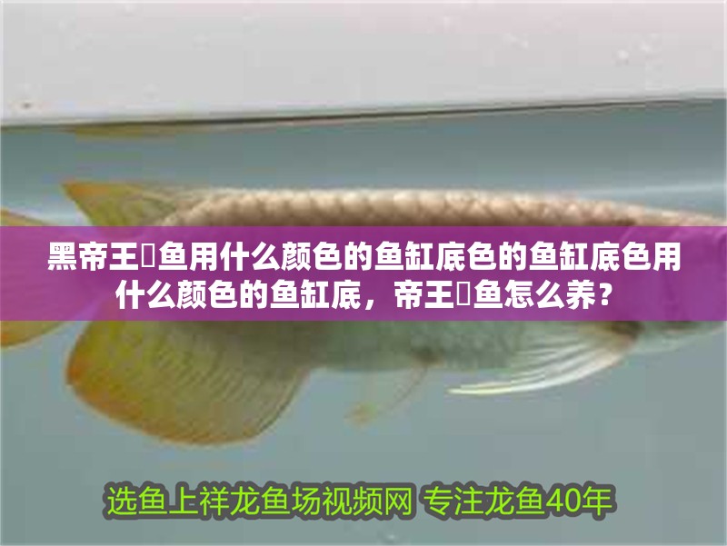 黑帝王魟魚(yú)用什么顏色的魚(yú)缸底色的魚(yú)缸底色用什么顏色的魚(yú)缸底，帝王魟魚(yú)怎么養(yǎng)？