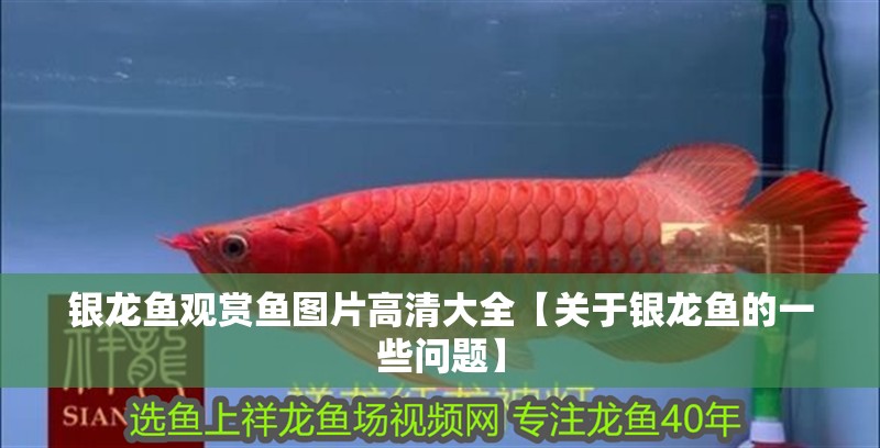 銀龍魚觀賞魚圖片高清大全【關于銀龍魚的一些問題】