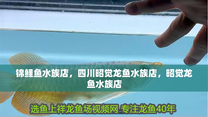 錦鯉魚水族店，四川昭覺龍魚水族店，昭覺龍魚水族店