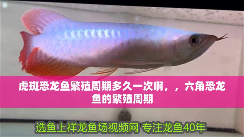 虎斑恐龍魚繁殖周期多久一次啊，，六角恐龍魚的繁殖周期
