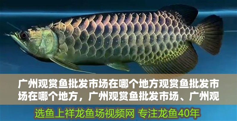 廣州觀賞魚批發市場在哪個地方觀賞魚批發市場在哪個地方，廣州觀賞魚批發市場、廣州觀賞魚批發市場在哪個地方