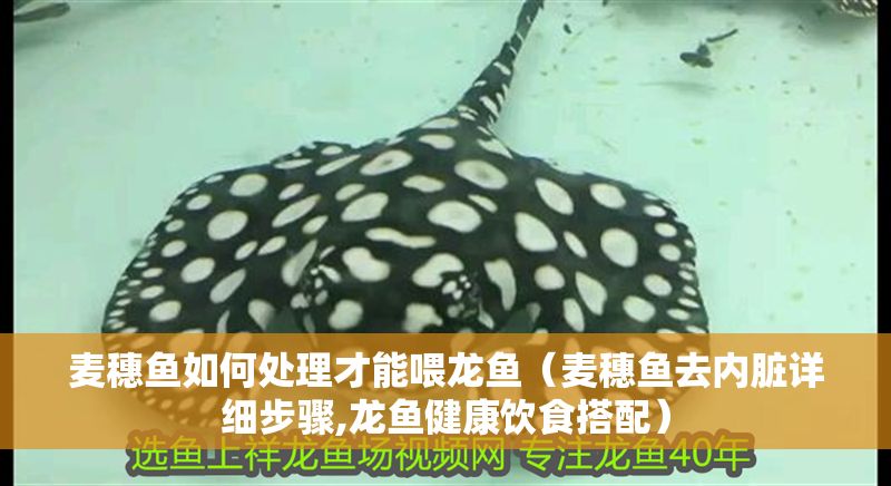 麥穗魚如何處理才能喂龍魚（麥穗魚去內(nèi)臟詳細(xì)步驟,龍魚健康飲食搭配）