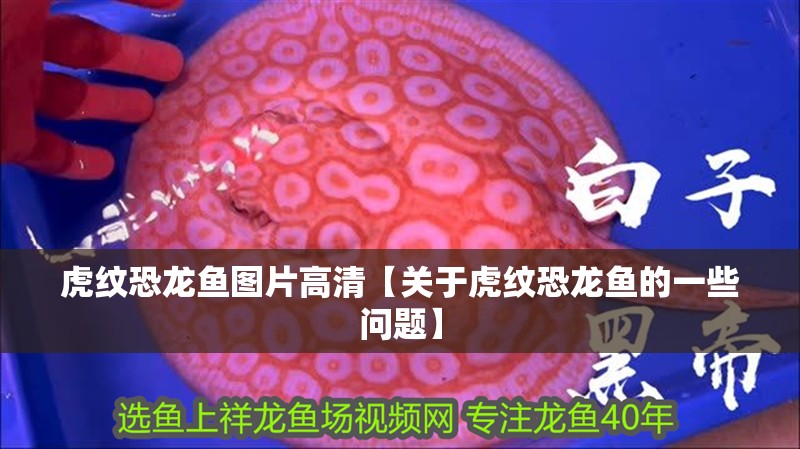 虎紋恐龍魚圖片高清【關(guān)于虎紋恐龍魚的一些問題】