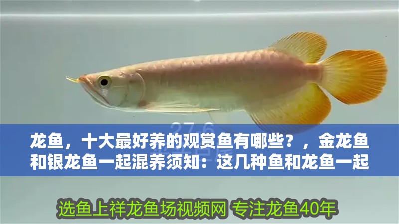 龍魚，十大最好養的觀賞魚有哪些？，金龍魚和銀龍魚一起混養須知：這幾種魚和龍魚一起混養效果