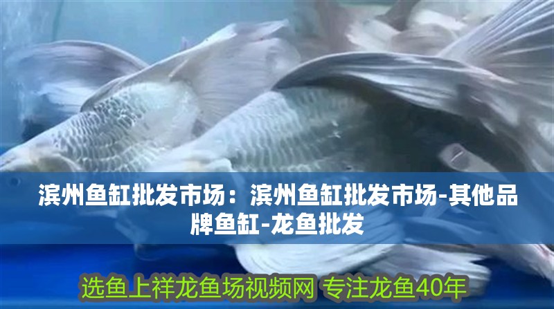 濱州魚缸批發(fā)市場(chǎng)：濱州魚缸批發(fā)市場(chǎng)-其他品牌魚缸-龍魚批發(fā)