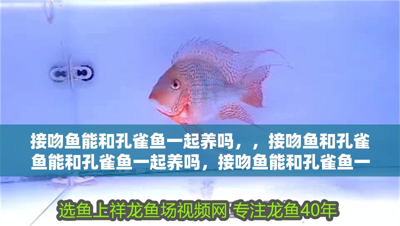接吻魚能和孔雀魚一起養(yǎng)嗎，，接吻魚和孔雀魚能和孔雀魚一起養(yǎng)嗎，接吻魚能和孔雀魚一起養(yǎng)嗎
