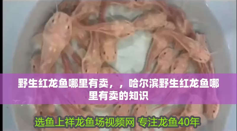 野生紅龍魚哪里有賣，，哈爾濱野生紅龍魚哪里有賣的知識