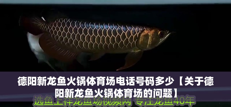 德陽新龍魚火鍋體育場電話號碼多少【關于德陽新龍魚火鍋體育場的問題】