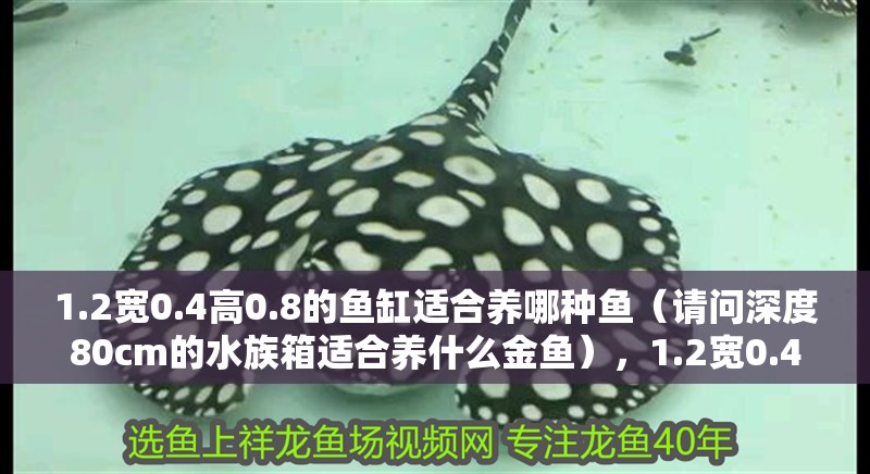 1.2寬0.4高0.8的魚缸適合養(yǎng)哪種魚（請問深度80cm的水族箱適合養(yǎng)什么金魚），1.2寬0.4高0.4高0.8的魚缸適合養(yǎng)哪種魚