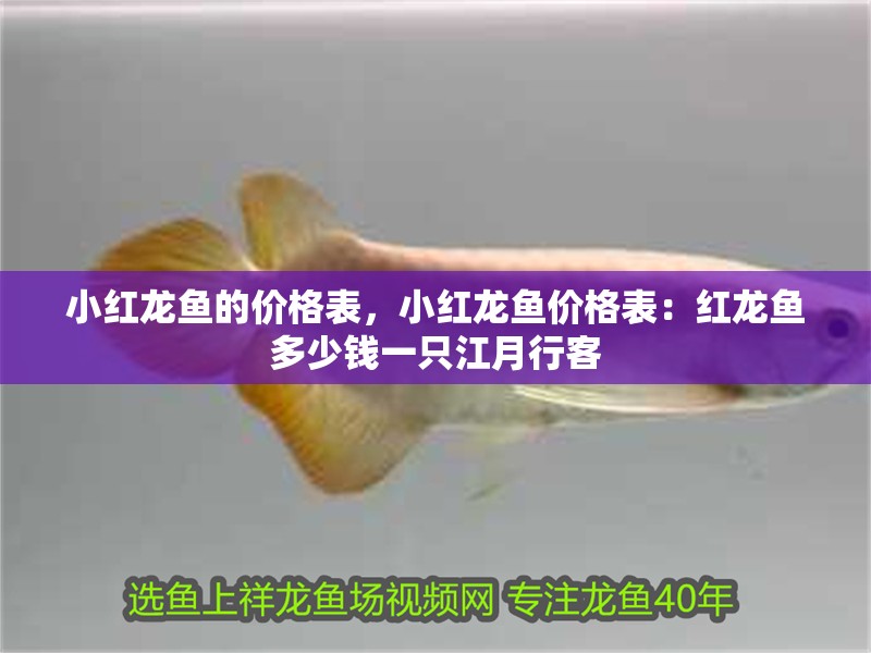 小紅龍魚的價格表，小紅龍魚價格表：紅龍魚多少錢一只江月行客