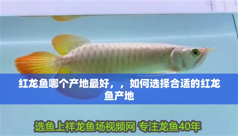 紅龍魚哪個產(chǎn)地最好，，如何選擇合適的紅龍魚產(chǎn)地