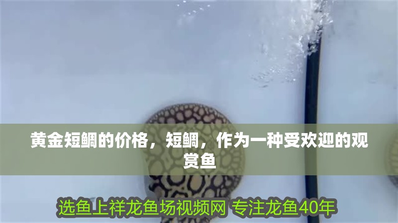 黃金短鯛的價格，短鯛，作為一種受歡迎的觀賞魚