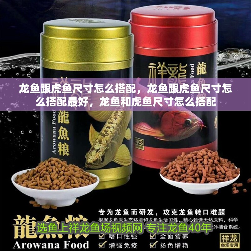 龍魚跟虎魚尺寸怎么搭配，龍魚跟虎魚尺寸怎么搭配最好，龍魚和虎魚尺寸怎么搭配